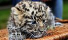 Dem am 24. Juni dieses Jahres geborene Amurleopardenweibchen im Zoo Leipzig geht es bisher richtig gut: Das Tierkind bringt mittlerweile 2835 Gramm auf die Waage und hat nun das erste Mal tapfer eine Impfspritze vom Tierarzt über sich ergehen lassen. Die Artgenossen des kleinen Weibchens in freier Wildbahn sind leider gefährdet: nur noch 44 dieser Leoparden aus Ostsibirien gibt es momentan. Foto: dpa