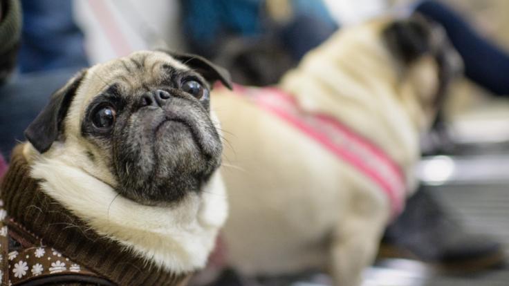 Hund Coco zu Tode betäubt Kaltherziger Tierarzt lässt Mops hopps gehen
