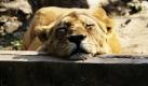 Eine Löwin im Zoo von Kalkutta macht ein kleines Mittagsschläfchen. Foto: ap