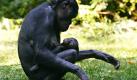 Tiefer Blick in die Kamera: Das fünfzehn Jahre alte Bonobo Weibchen Binti hat im Zoo in Köln, Nordrhein-Westfalen, ihr drei Wochen altes Baby im Schoß. Bonobos (Pan paniscus) sind etwas langgliedriger und leichter als normale Schimpansen. Der Weltbestand in Zoos umfasst nur etwa 170 Tiere. Davon leben 86 in europäischen Zoos. Foto: ap