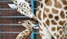 Das männliche Giraffen-Jungtier Egon steht in Berlin im Tierpark neben seiner Mutter Jette, die ihm über den Kopf leckt. Der Bulle wurde am 8. August im Tierpark Berlin geboren. Giraffen leben in den afrikanischen Savannen und ernähren sich hauptsächlich von Laub.  Foto: ddp