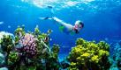 Eine Frau schnorchelt im Great Barrier Reef vor dem australischen Staat Queensland. Forscher können noch nicht einschätzen, welche Schäden die Flut in dem Riff angerichtet hat, die weite Landesteile verwüstete hatte und dann nordöstlich von Australien ins Meer floss.  Foto: dapd