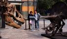 In einem Shoppingcenter in Beijing stehen seit kurzem lebensgroße Repliken von Dinosauriern. Sie werben für einen neuen Themenpark in der Stadt. So kann man beim Einkaufen auch noch etwas lernen: Was ein Brontosaurus ist, zum Beispiel.  Foto: dpa