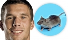 Ein Gen auf Chromosom 10 bei Hausmäusen: Lukas Podolski ist der Namensvater. Das Poldi-Gen bewirkt größere Hoden bei der Maus. Aber nicht nur Gene werden nach Promis benannt. Foto: wikipedia, dpa