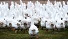 Gänse laufen durch ein Freigehege in Hirschaid bei Bamberg. Da Gänsebraten ein beliebtes Weihnachtsessen in Deutschland ist, bleiben ihnen noch ungefähr zwei Wochen Lebenszeit. Foto: dpa