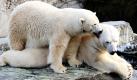 Die Eisbärendame Corinna kuschelt in der Stuttgarter Wilhelma bei Temperaturen um den Gefrierpunkt mit Männchen Anton. Die in der Arktis beheimateten Eisbären fühlen sich bei der frostigen Witterung besonders wohl.
 Foto: dpa