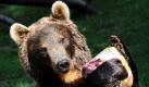 Wenigstens ein Trost bei dem dicken Pelz: Ein Kamtschatkabär lässt sich in Hamburg im Tierpark Hagenbeck eine Eisbombe schmecken. Zur Abkühlung von den hochsommerlichen Temperaturen bekommen die Bären einen kühlen Snack in Form von Fisch und Obst-Eis serviert. Foto: dpa