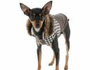 Hunde-Acccessoires