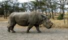 Der nördliche Breitmaulnashorn-Bulle Suni im Gehege in Ol Pejeta, einem privaten Naturreservat bei Nanyuki in Zentralkenia. Zusammen mit drei Artgenossen wurde das Tier aus einem tschechischen Zoo nach Kenia gebracht, in der Hoffnung, dass die vier der weltweit letzten acht Tiere dieser Nashornart in natürlicher Umgebung vielleicht doch noch Lust auf Fortpflanzung spüren und die Art überleben kann. Foto: dpa