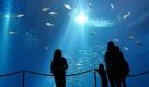Schöner Einblick in das grosse Schwarmfischbecken im Ozeaneum in Stralsund, Mecklenburg/Vorpommern. Das Stralsunder Museum erhielt die Auszeichnung als Europäisches Museum des Jahres. Foto: ap
