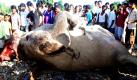 Indische Dorfbewohner haben sich um einen toten Elefanten versammelt, nachdem der Dickhäuter nahe der nordbengalischen Stadt Siliguri von einem Güterzug erfasst wurde. Noch weitere Tiere ließen bei dem Unfall ihr Leben: Mindestens sieben Elefanten wurden getötet, als eine ganze Herde die Schienen überqueren wollte.  Foto: dpa