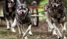 Ein Gespann mit Huskies geht während des Auftakts zur Deutschen Meisterschaft im Schlittenhunderennen auf dem Waldgelände des Tierpark Ströhen (Kreis Diepholz) über einen kurvenreichen, anspruchsvollen Parcour. Foto: dpa