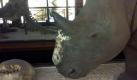 Im Naturkundemueseum von Tring, England, wurde eingebrochen. Die Diebe hatten es auf ein ausgestelltes Nashorn abgesehen und stahlen dessen Horn. Ihr Pech: Das seltene Exponat im Wert von rund 270.000 Euro war vom Museum zuvor durch eine Replika ersetzt worden. In Europa war es in den vergangenen Monaten zu einer Reihe ähnlicher Diebstähle gekommen. Für Nashornhörner sollen in Asien Preise von mehr als 25.000 Euro pro Stück gezahlt werden.  Foto: dapd