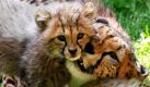 Gepardin Kelly schmust im Tiergarten in Nürnberg mit einem ihrer vier Jungen. Anfang April hatte die Gepardin die Jungtiere zur Welt gebracht. Kubango, Tibati, Kito und Taboro sind allerdings jetzt erst alt genug, um ihr Leben hinter den Kulissen gegen das große Außengehege zu tauschen. Foto: ddp