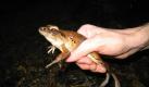 Auch der Borneo-Fluss-Frosch ist im Regenwald von Brunei heimisch. Foto: dpa