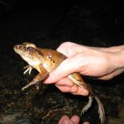 Auch der Borneo-Fluss-Frosch ist im Regenwald von Brunei heimisch.
