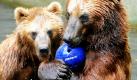 Zwei Kamtschatkabären raufen sich im Tierpark Hagenbeck in Hamburg um einen Ball. Die bis zu 600 Kilogramm schweren Bären sind aufgerichtet bis zu 3,20 Meter groß. Trotz dieses Spektakels sind im Monat Mai aufgrund der Witterungsbedingungen die Besucherzahlen des Tierparks eingefroren, teilte der Zoo mit. Foto: dpa
