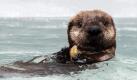 Kit, ein elf Wochen alter Otter, schwimmt in einem Pool, bevor er ins Monterey Bay Aquarium in der kalifornischen Stadt Monterey gebracht wird. Dort soll er ein neues Zuhause finden. Foto: ap