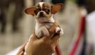 Und wo geht es zum Optiker? Dieser Chihuahua zeichnet sich bei einer Hundeshow auf den Philippinen unter anderem durch einen beeindruckenden Silberblick aus. Foto: Dennis M. Sabangan Foto: dpa