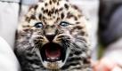Ein Amur-Leoparden-Baby wird im Serengeti-Park in Hodenhagen, Niedersachsen, den Medien vorgestellt. Die vier Wochen alte weibliche Raubkatze wiegt 2,2 Kilogramm und ist kerngesund. Nach Angaben des Parks leben in freier Wildbahn nur noch geschätzte 34 Tiere ihrer Art. Foto: ap
