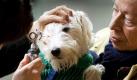 Der Kopf des Hundes muss bei der Untersuchung gut festgehalten werden. (Bild: Frank Rumpenhorst/dpa) Foto: dpa