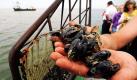 Solche Miesmuscheln wie hier im Jadebusen vor Hooksiel im Kreis Friesland werden seit Anfang der Woche wieder aus der Nordsee gefischt. Mit einer Pressekonferenz zur Lage der niedersächsischen Muschel- und Küstenfischer wurde am Montag die aktuelle Muschelsaison 2010 in Greetsiel im Kreis Leer gestartet. Foto: dpa