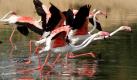 Eine Herde Flamingos landet in einem indischen See bei Ahmadabad. Foto: ap