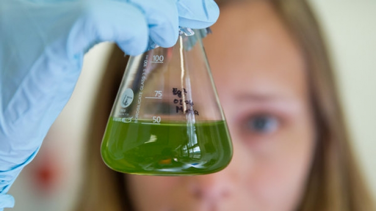 Jeden Tag erfreut uns die Wissenschaft mit neuen Studien. Über Sinn und Unsinn lässt sich bisweilen streiten.