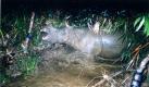 Ein Nashorn der Art Rhinoceros sondaicus badet in einem Nationalpark in Vietnam in einem Tümpel (undatiertes Foto). In Vietnam ist das Java-Nashorn endgültig ausgestorben. Zu diesem Schluss kommt die Umweltstiftung WWF. Das letzte Exemplar sei im vergangenen Jahr im April tot im Cat Tien-Nationalpark 150 Kilometer nördlich von Ho-Chi-Minh-Stadt gefunden worden, teilte die Organisation heute in Hanoi mit.  Foto: dpa