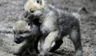 Zwei junge Kanadische Wölfe balgen sich im Zoo in Berlin in ihrem Gehege. Die Jungtiere wurden Ende April geboren. Die hundeartigen Raubtiere stammen aus Nordamerika und gelten als sehr gesellig.  Foto: dpa