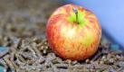 Ein Apfel liegt in Ravensburg auf Pellets aus Apfel-Trester. In der Saftkelterei Stiefel werden erstmalig aus Apfeltrester Pellets produziert. Aus den rund 400 Tonnen Abfallprodukt bei der Saftherstellung werden 150 Tonnen Heizpellets erzeugt, wodurch der Betrieb sich eine Einsparung von ungefähr 70.000 Liter Heizöl im Jahr verspricht. Foto: dpa