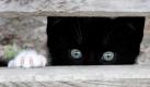 Eine junge Katze blickt in Hamburg neugierig durch einen Bretterzaun.  Foto: dpa