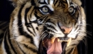 Schlechte Laune hat dieser Tiger in einem Zoo in der thailändischen Provinz Ratchaburi. Kein Wunder:Immer wieder gibt es Vorwürfe, die Zoos würden Tiger auf dem Schwarzmarkt an Privatleute verkaufen. Nun sollen die Bestände der Tiger in Gefangenschaft neu gezählt werden. Foto: ap