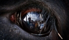 Reflexionen von Marktbesuchern in einem Auge eines Bullen in Dhaka, Bangladesch.  Foto: ap