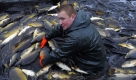 Ein Mitarbeiter der Peitzer Edelfisch GmbH fängt mit einem Schleppnetz Karpfen. Beim Abfischen des 145 Hektar grossen Binnenteichs am Samstag und Sonntag sollen voraussichtlich rund 100 Tonnen Karpfen und andere Feinfische gefangen werden. Foto: ddp