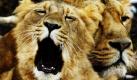Zwei Löwen liegen in ihrem Gehege im Züricher Zoo. Foto: ap