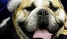 Die Hündin Lucy, die mit ihrer Besitzerin Nancy Brown gemeinsam im US-Staat Iowa lebt, hat es sich nach ihrer Krönung zum schönsten Hund beim Drake Relays Schönheitswettbewerb für Vierbeiner auf dem Thron gemütlich gemacht. Die Drake-Universität in Iowa, deren Emblem eine Bulldogge ziert, richtete den Wettkampf schon zum 32. Mal aus. Foto: dapd