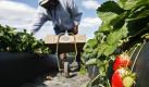 Ein Arbeiter erntet Erdbeeren auf einem Anbaufeld in Plant City in Florida. Temperaturen unter Null Grad Celsius haben den Ertrag der Ernte im sogenannten Sunshine State beschädigt. Foto: ap