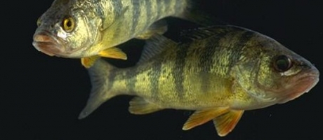 Flussbarsch.jpg (Foto)