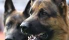 ARCHIV - Zwei Deutsche Schäferhunde (Archivfoto vom 29.08.2007). Der deutsche Schäferhund ist bei einer Meinungsumfrage in Israel überraschend zum «israelischsten Hund» erkoren worden. Mehr als 13 Prozent der Befragten gaben an, die deutsche Hunderasse repräsentiere den Staat Israel 60 Jahre nach der Gründung am besten, wie die Sprecherin der Hundehaltervereinigung, Limor Paldi am Mittwoch (14.05.2008) bestätigte. Foto: Peter Steffen (zu dpa 0234 vom 14.05.2008) +++(c) dpa - Bildfunk+++ Foto: dpa