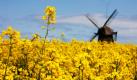 Raps blüht auf einem Feld in der Nähe des Guts Farve in Norddeutschland.  Foto: ap
