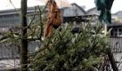 Ausrangierte Weihnachtsbäume können noch für den Garten genutzt werden. (Foto: Britta Pedersen) Foto: dpa