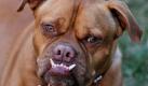 Boxer (Foto)