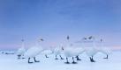 Schwäne auf der japanischen Insel Hokkaido, abgelichtet von dem Italiener Stefano Unterthiner Foto: Stefano Unterthiner, National Geographic magazine, dpa