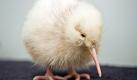 Eine große Überraschung erlebten die Mitarbeiter des Pukaha Mt Bruce National Wildlife Centre in Neuseeland: Als sich die diesjährige Brutzeit für Kiwis dem Ende neigte, schlüpfte ein seltenes weißes Kiwi-Küken aus einem der Eier. Jetzt wird es zum ersten Mal der Öffentlichkeit präsentiert.  Foto: dpa