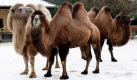Trampeltiere stehen im Zoo in Frankfurt am Main im Schnee. Die mit Kamelen verwandten Wüstentiere schützen sich mit langem Fell und Fettpolstern gegen den Frost.
 Foto: ddp