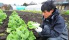 Gemüse aus der Region um Fukushima ist verstrahlt. Die Regierung hat eine Liste mit gefährdeten Sorten herausgegeben und einen Lieferstopp ausgesprochen. Für die Bauern kündigte sie Entschädigungen an. Foto: dpa