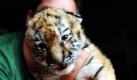 Tiger (Foto)