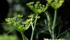 Fenchel soll müde Männer munter machen und ist als Tee ein klassisches Mittel gegen Husten. Er löst den Schleim, ist auswurffördernd und wirkt entkrampfend. Verantwortlich dafür ist das in den Samen enthaltene ätherische Öl. Dieses steigert die Bewegung der Flimmerhärchen in der Lunge und in den Atemwegen, so dass Schleim leichter abgehustet werden kann. Bei Husten sollte man deshalb fünfmal am Tag je eine Tasse Fencheltee trinken. Wer möchte, kann ihn mit Honig süßen.
 Foto: dpa