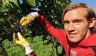 Julian Schuster vom SC Freiburg erntet in Achkarren im Kaiserstuhl Weintrauben. Er und seine Mannschaft sind vom neuen Vorstand Fritz Keller zur Weinlese eingeladen worden. Foto: Patrick Seeger. Foto: dpa